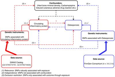 The causal role of circulating inflammatory markers in osteoporosis: a bidirectional Mendelian randomized study